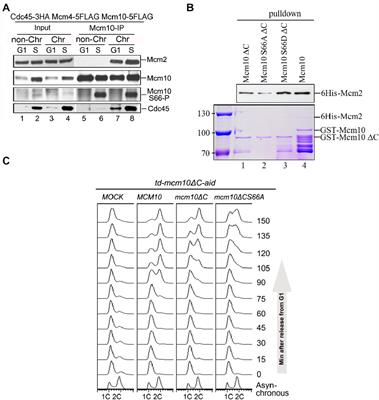 S-CDK-regulated bipartite interaction of Mcm10 with MCM is essential for DNA replication